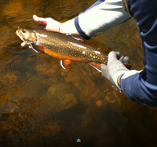 Esnagami fly in fishing lodge northern ontario - the catch